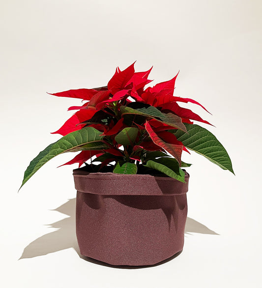 Blumenpötte im Doppelpack | Bordeaux