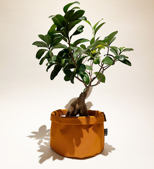 Blumenpötte im Doppelpack | Kürbis