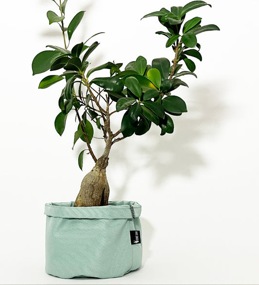 Blumenpötte im Doppelpack | Türkis